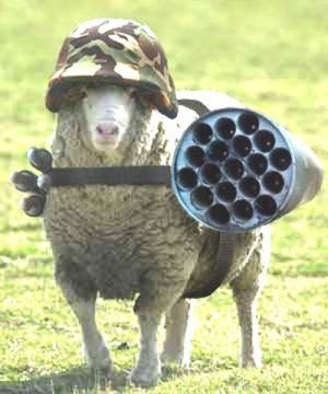 Army sheep armee mouton.jpg