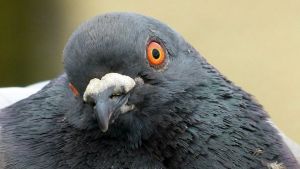 Pigeon-Face.jpg