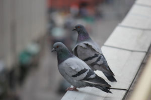 Pigeons.jpg