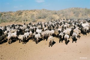 Troupeau de moutons.jpg